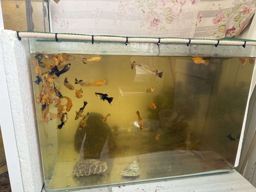 Peixes e aquarios