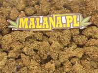 Jasny susz CBD Lemon Amnesia 10g MALANA.PL