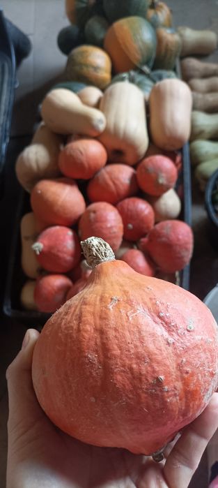 Ekologiczna dynia Hokkaido i piżmowa