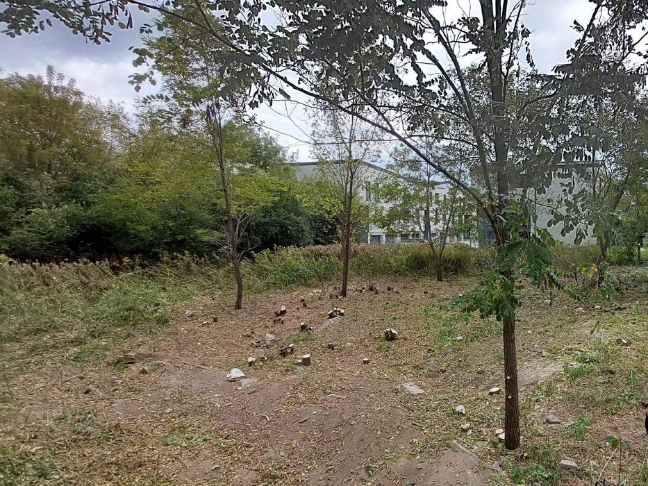 Wycinka drzew Podnośnik koszowy Przycinanie tui Frezowanie pni ogrodni