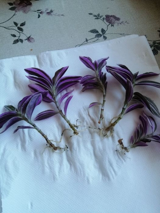 Trzykrotka szczepki.