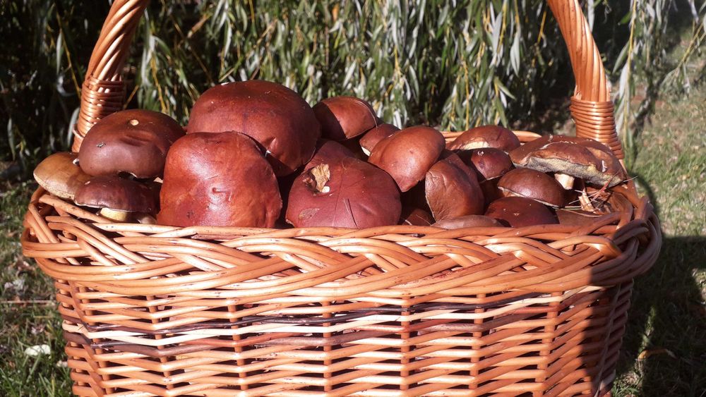 Zamówione podgrzybki świeże 3kg