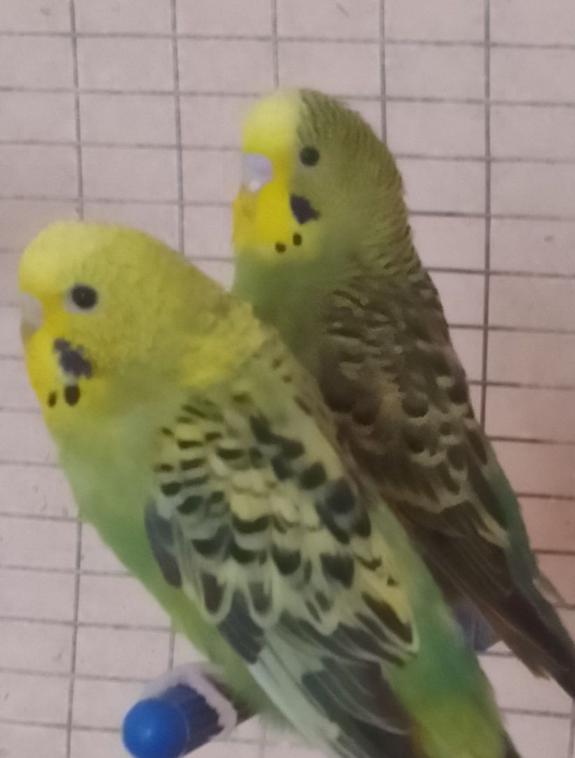 Молоді класичні зелені папуги