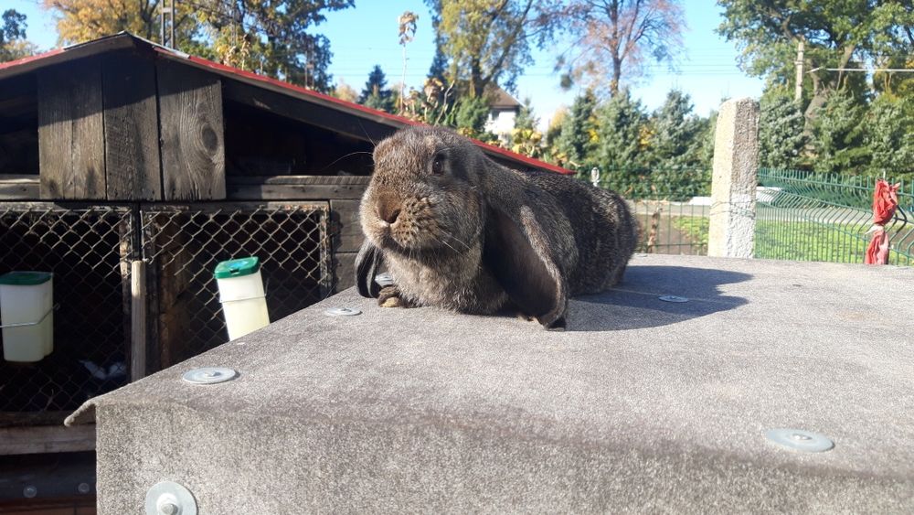 Samiczka baran francuski