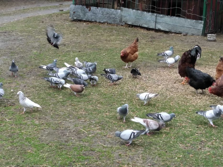 Sprzedam gołębie pocztowe i inne. Odbiór osobisty, tylko gotówka.