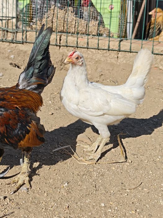 Casal de garnizos pequenos