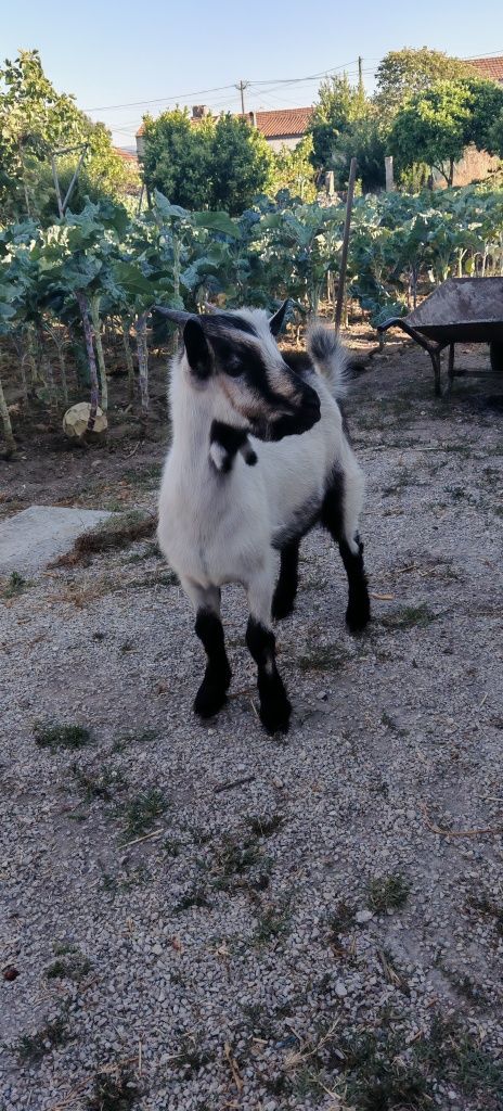 Cabrito raça serpentina