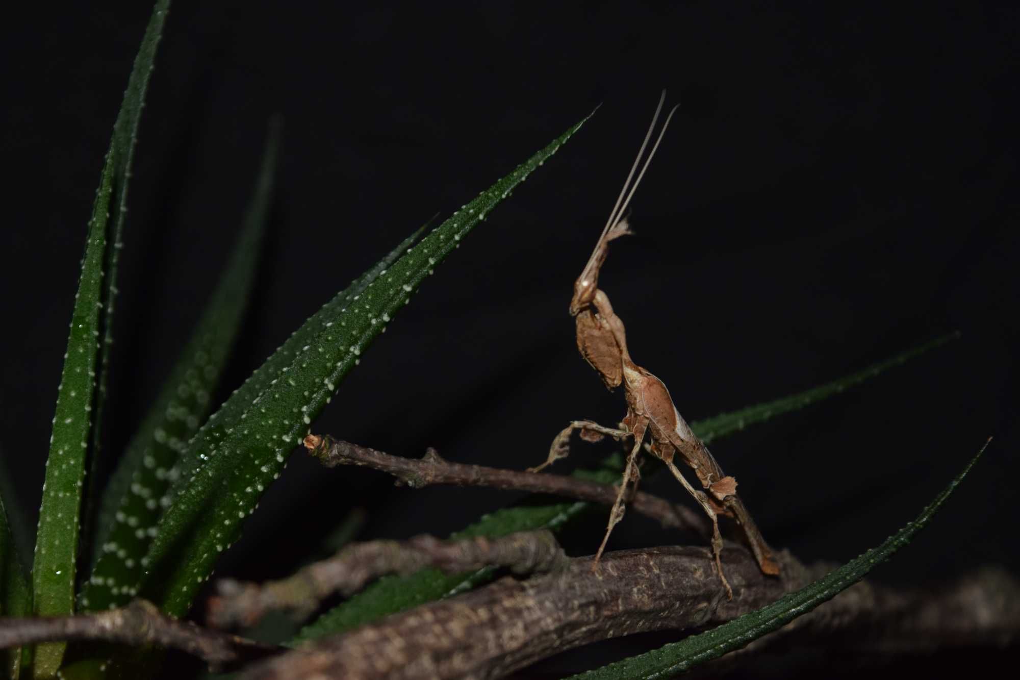 Modliszka Liściogłowa Phyllocrania Paradoxa L7 preimago