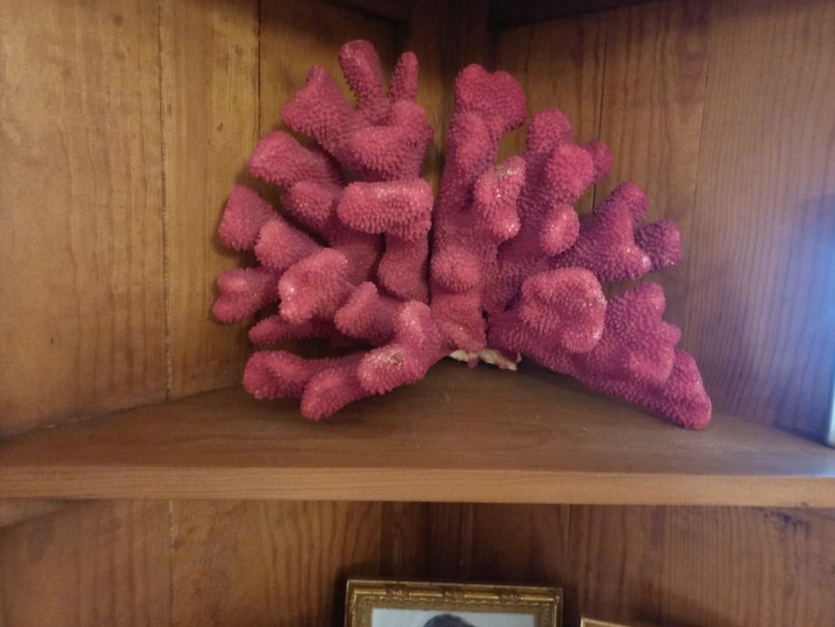 Coral verdadeiro do brasil