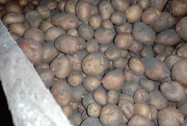 Продається картопля
