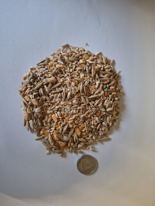 Mieszanka zbożowa, śruta, pasza, zboże dla kur niosek