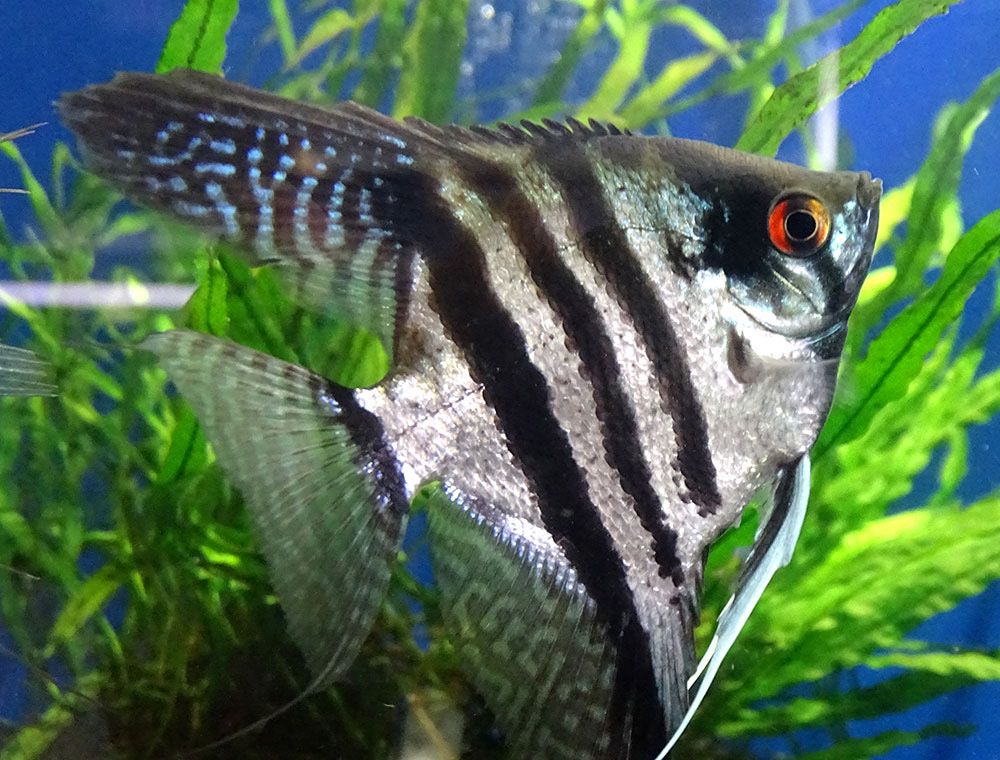 peixe-anjo á é adulto e pronto para desovar.