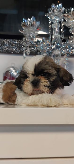 Śliczna suczka shih tzu