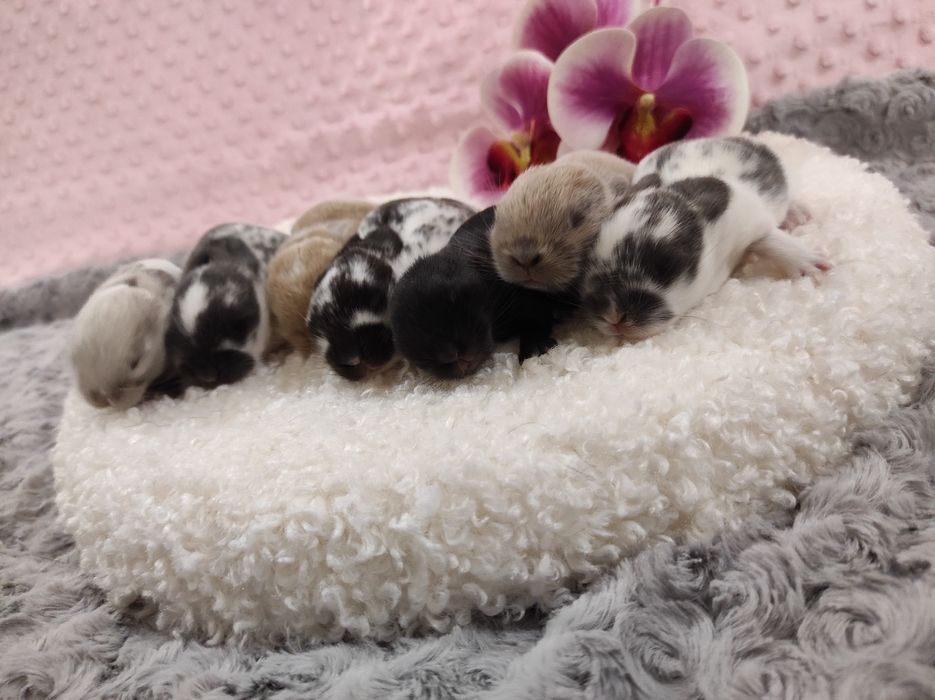 Maluszki z WYPRAWKĄ Śliczne Króliczki Karzełki Baranki Mini Lop