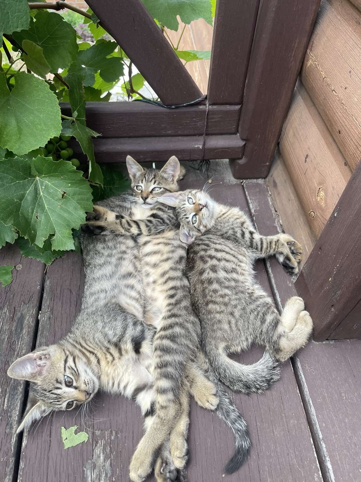 Милые котята в добрые руки