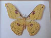 Motyl w ramce 14x12 cm . Loepa megacore - 90 mm .