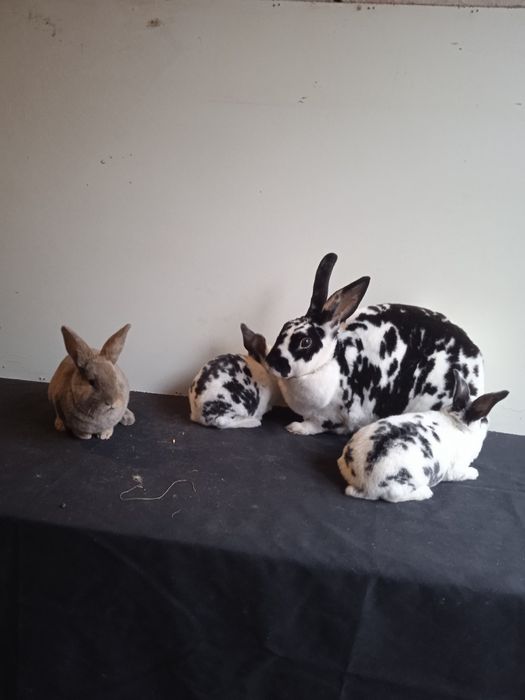 Kroli rex dalmatyński