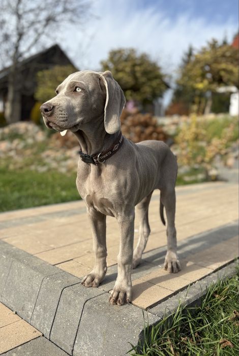 Wyżeł weimarski krótkowłosy Zkwp FCI suczka - gotowa do odbioru