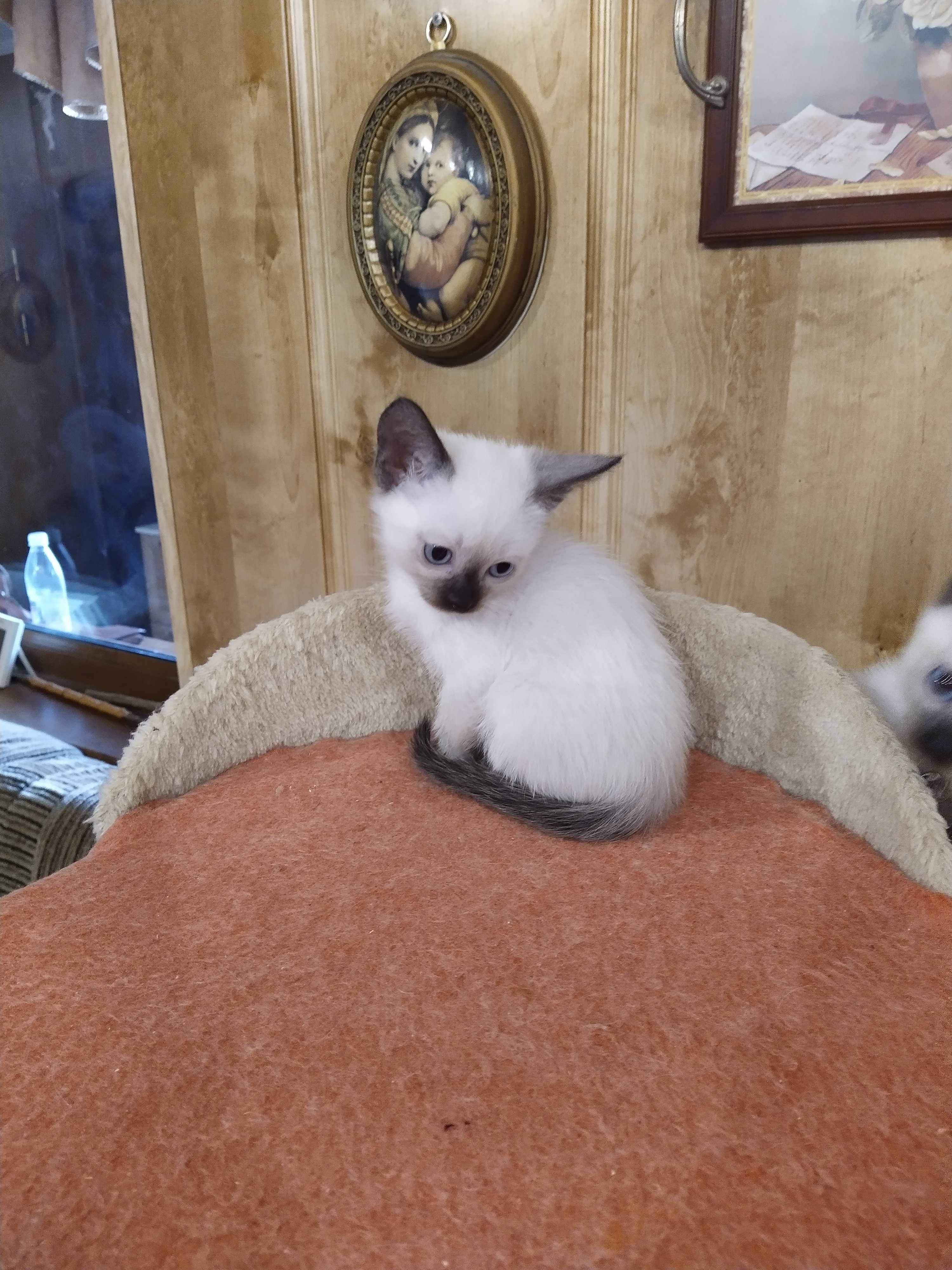 Продам сіамське кошення котення котята.