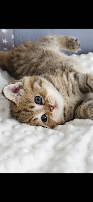 Полосатая девочка табби, шотландская, с прививками,котенок