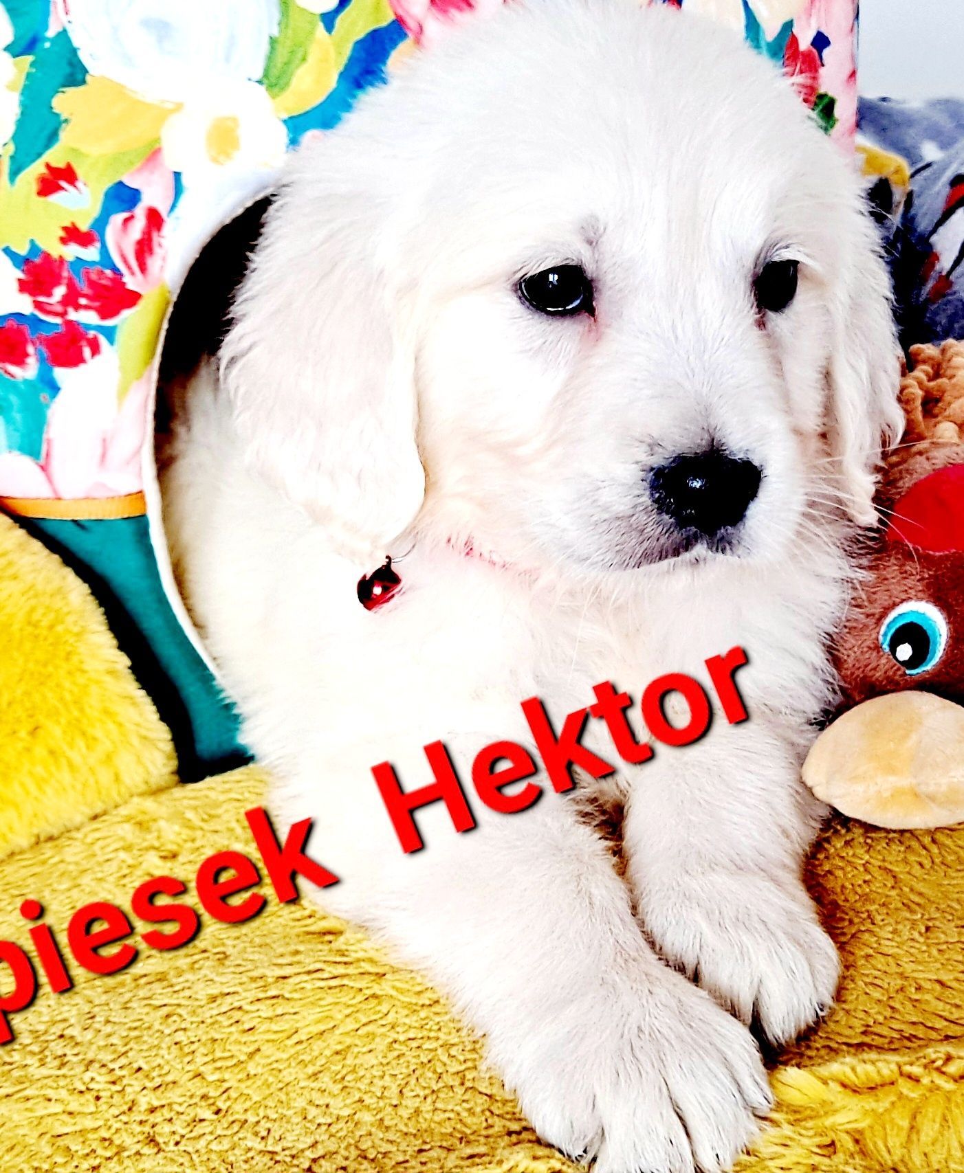 Szczeniak Hektor Golden Retriever RODZICE BEZ DYSPLAZJI  w hodowli