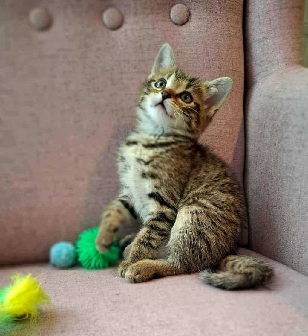 Wesoły urwis,młodziutki kotek,kociak,pręgowany kocurek do adopcji