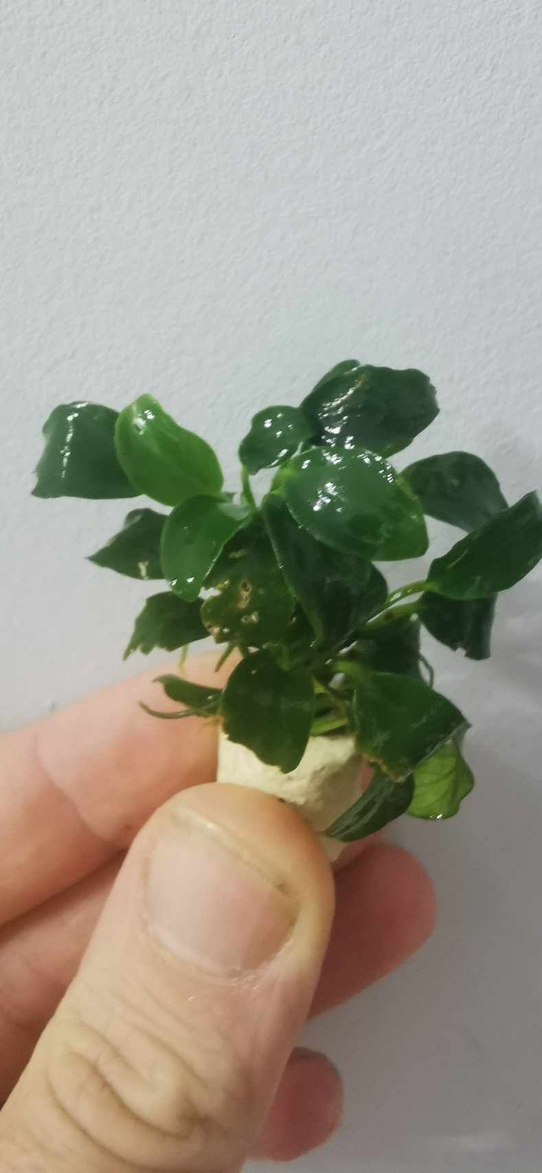 Anubias nana bansai