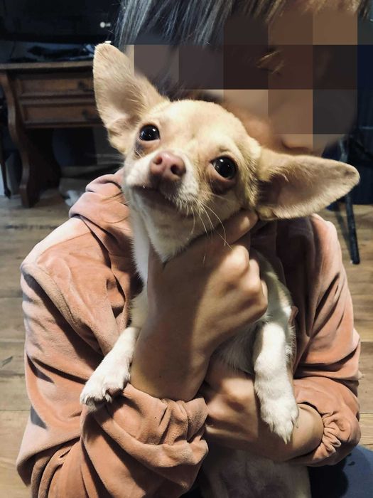 Chihuahua szczeniak czekoladowy piesek