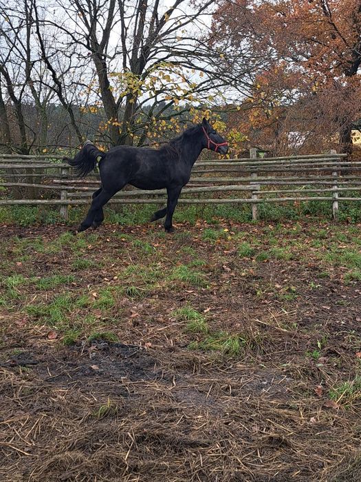 Sprzedam ogiera szpaka