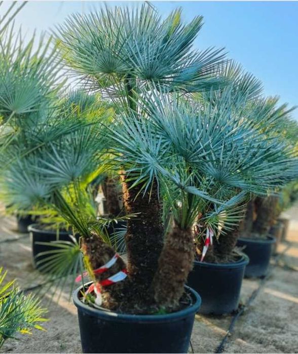 Пальма Хамеропс Блакитна (Chamaerops humilis var. cerifera) Насіння