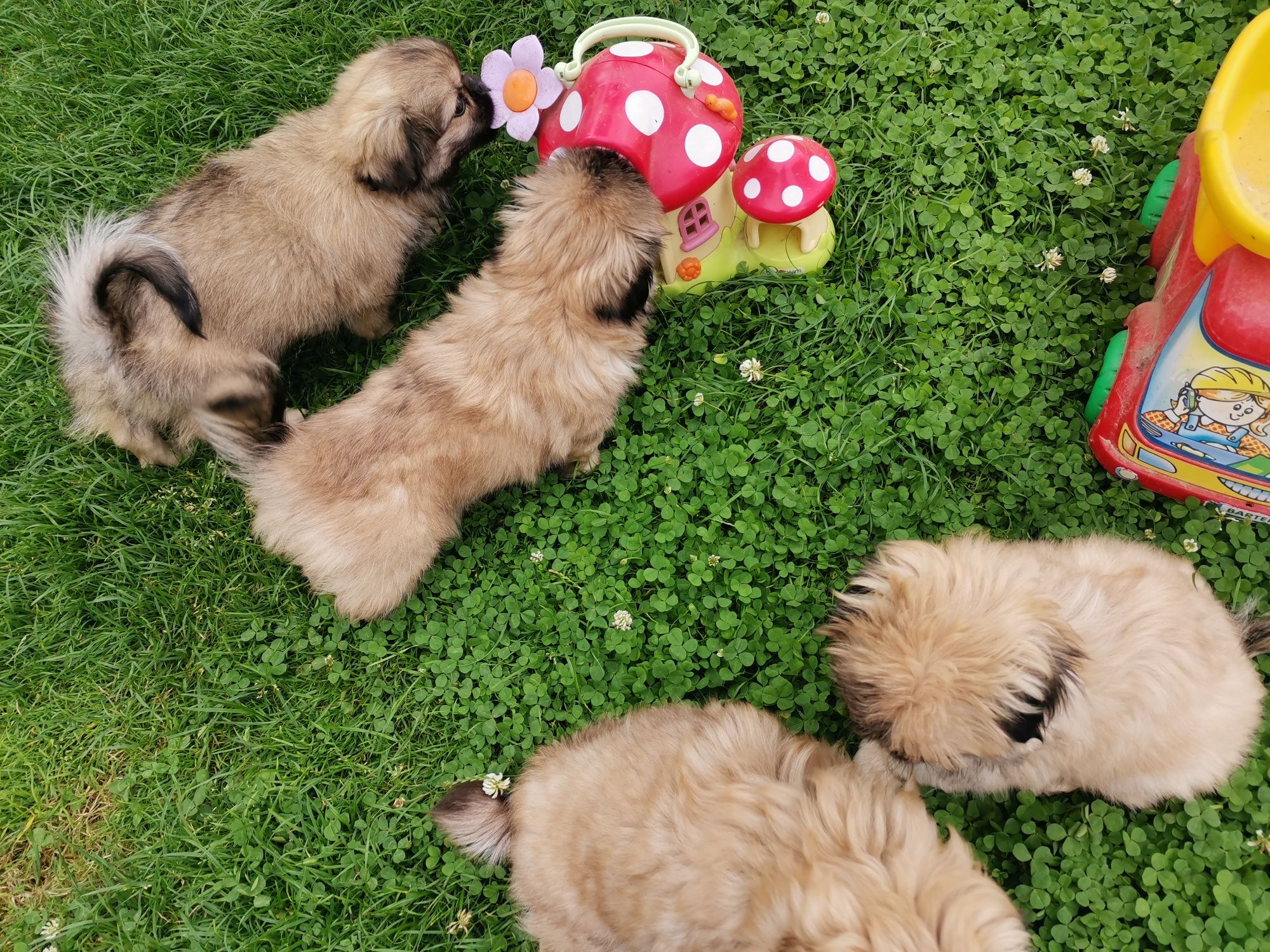 Pekińczyk Szczeniak  Nie Shih Tzu