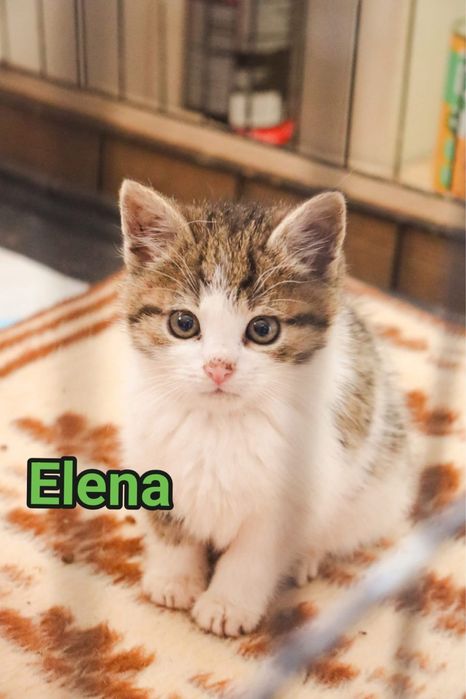 Male kotki polecaja sie do adopcji