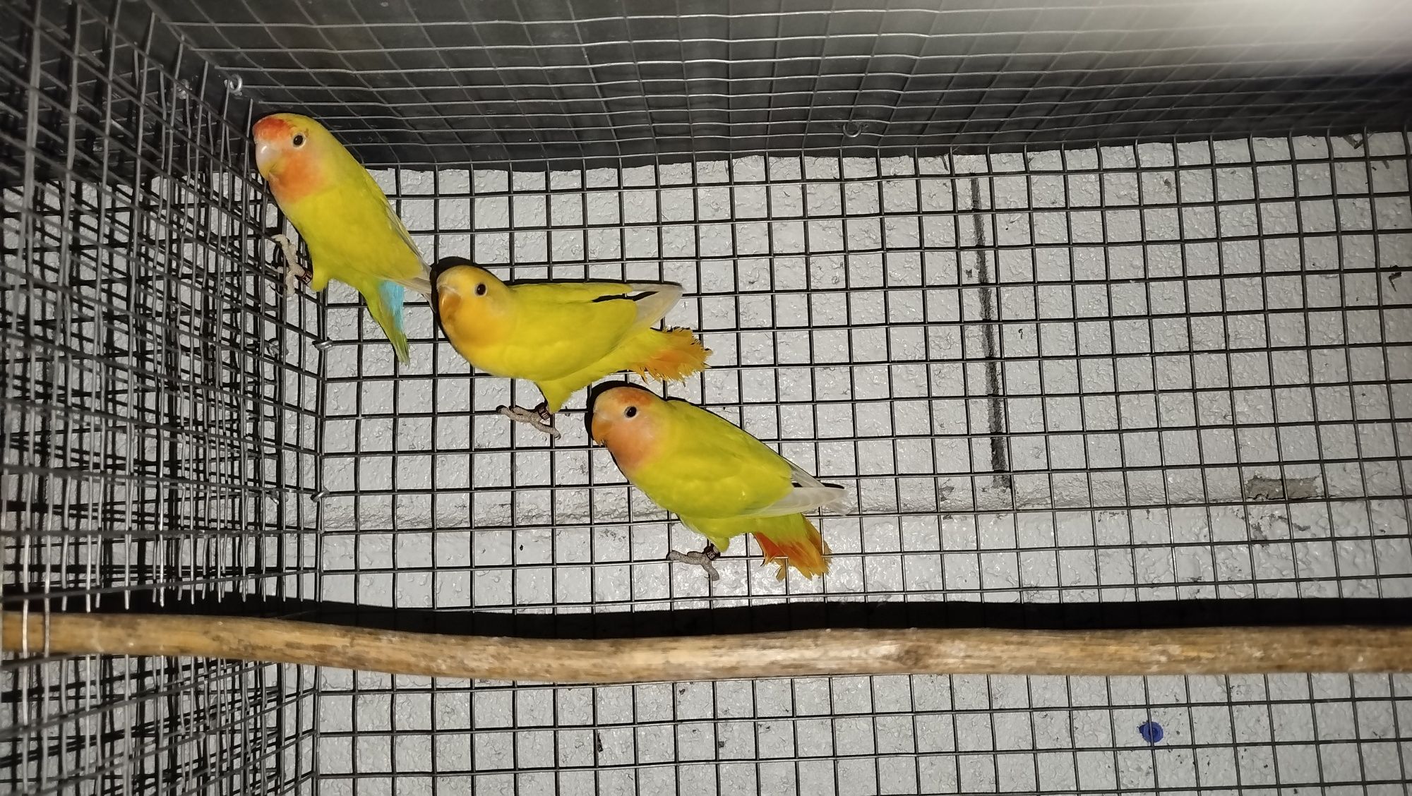 Agapornis roseicollis fêmeas