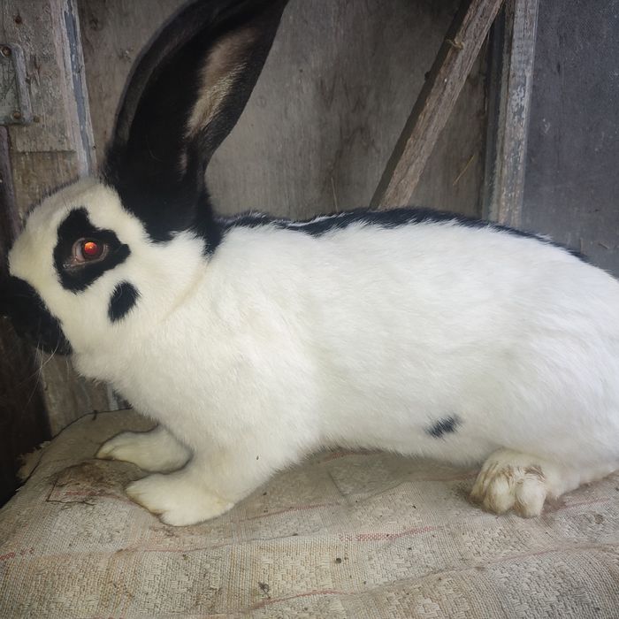 Кроликі строкачі