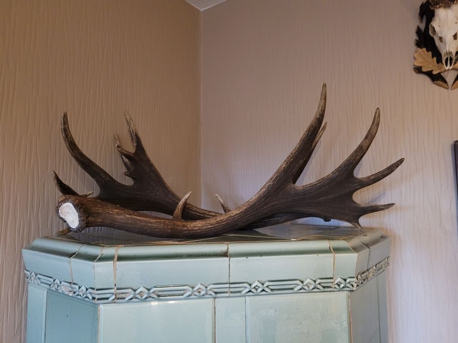 Poroże poroża jelenia  daniela  kozła myłkusy rogi