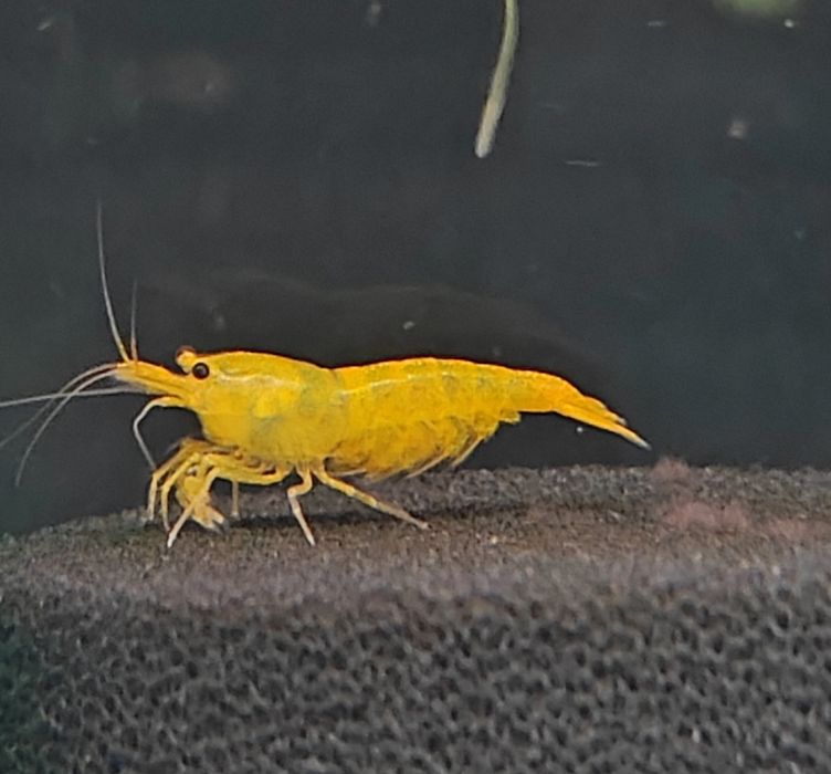 Neocaridinas/Caridinas