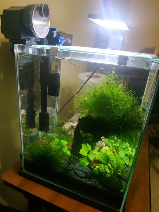 Akwarium krewetkarium kostka 35x29x29 komplet z dodatkami