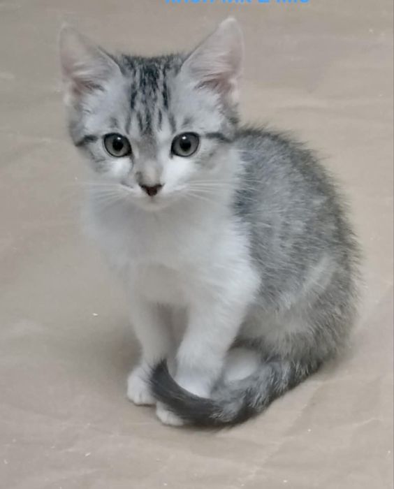 Котенок тигровый 3мес вискасный серый голубой котята