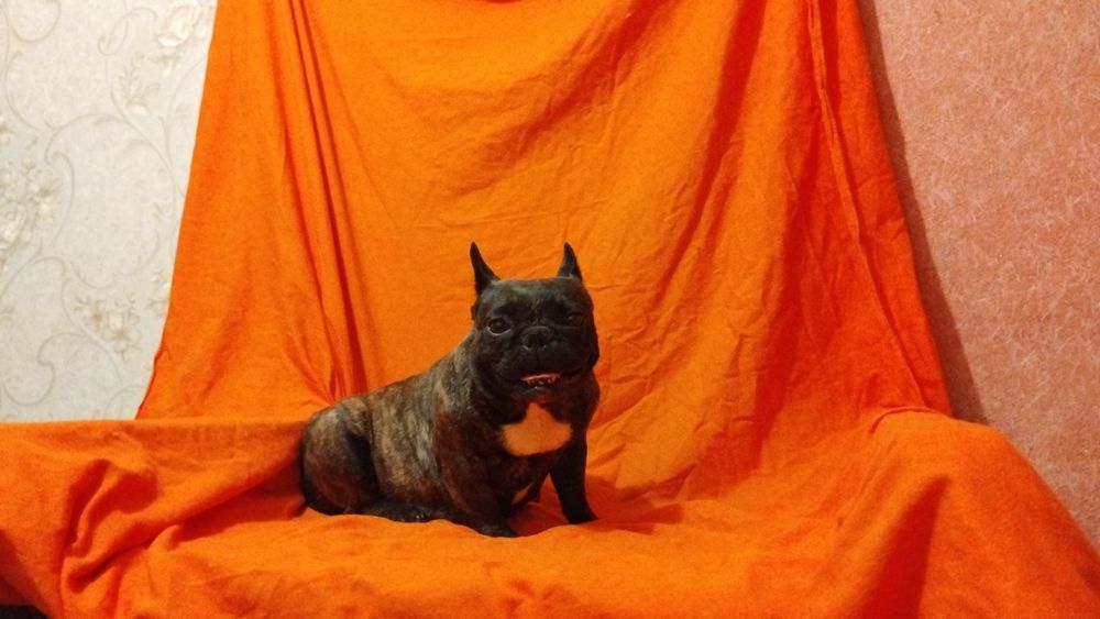 Міні  бульдожка.