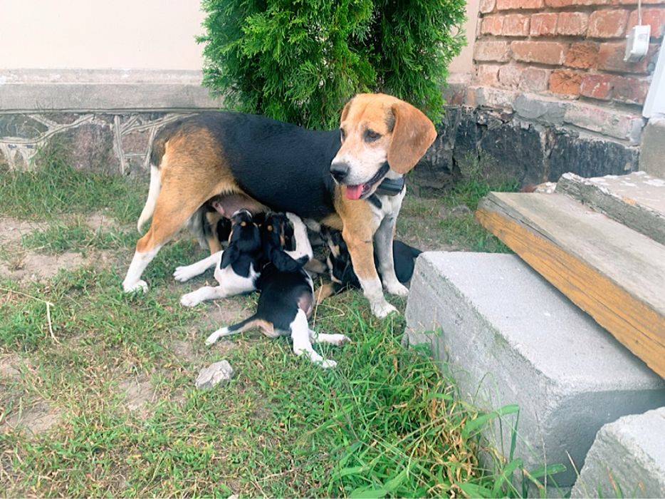 Szczeniaczki beagle