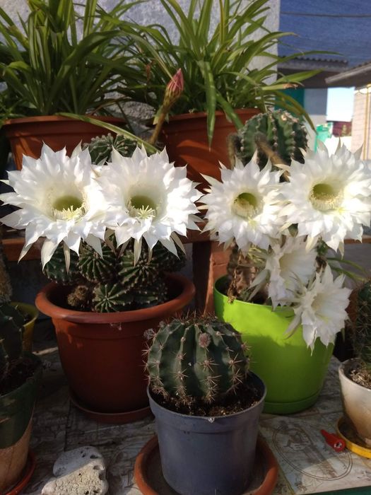 Комнатные растения