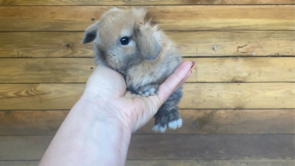 Карликовый кролик, самой маленькой породы