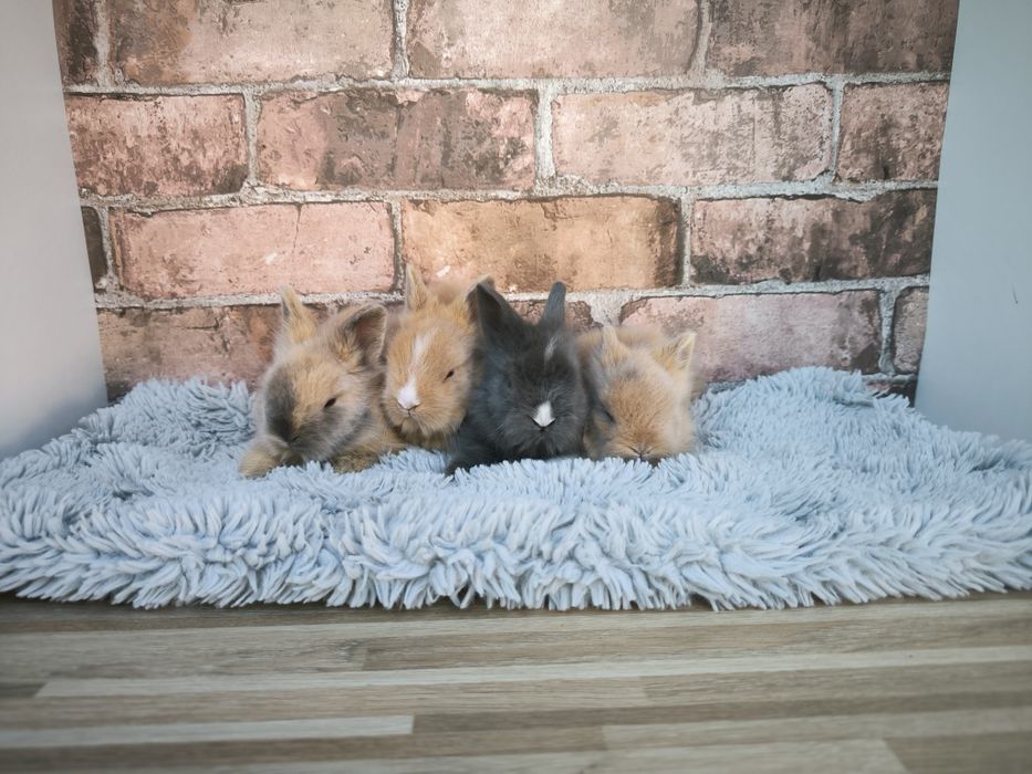 Króliczki rasy Karzełek Teddy długowłose puszyste mini króliki metryka