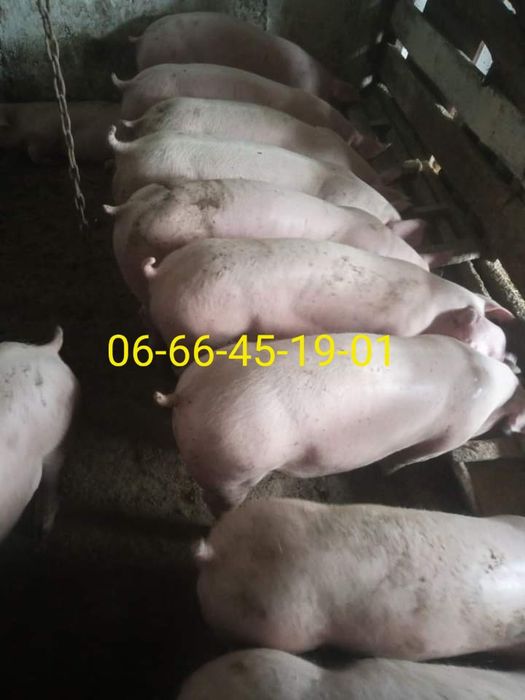 Свині Свиня Поросята