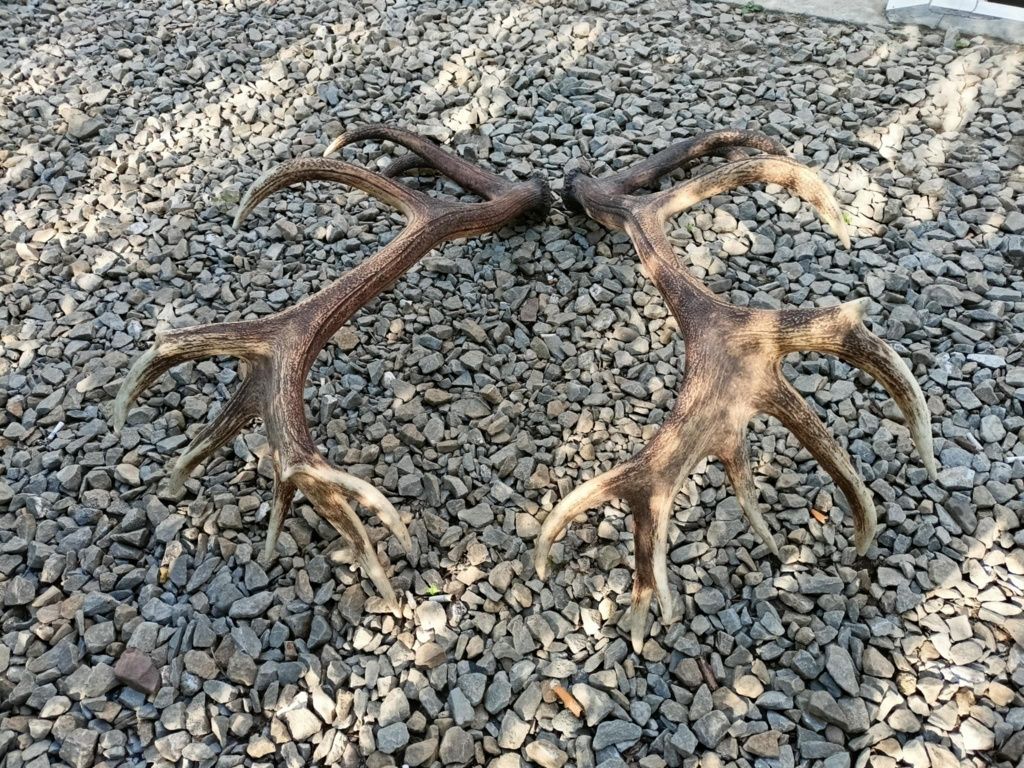 Poroże zrzuty 20stak 7.4kg
