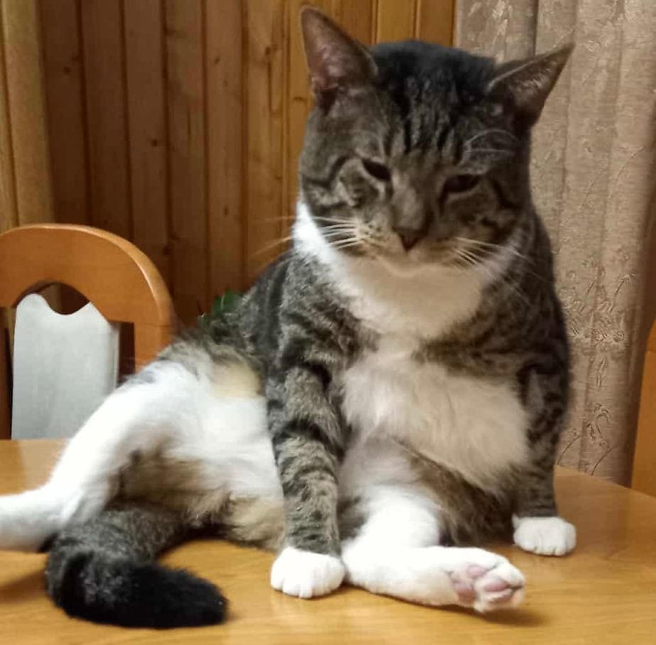 Koty poszukują domu! Koty do adopcji