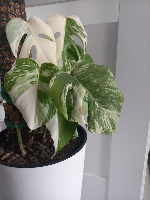 Monstera variegata + ...
