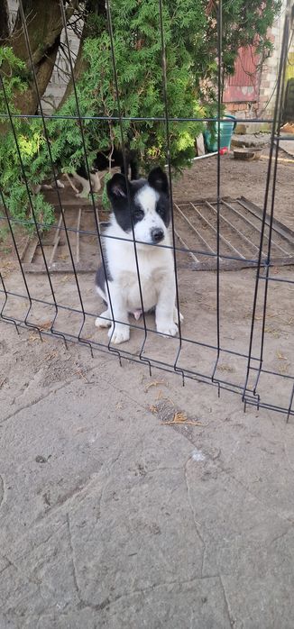 Karelski Pies na niedźwiedzie