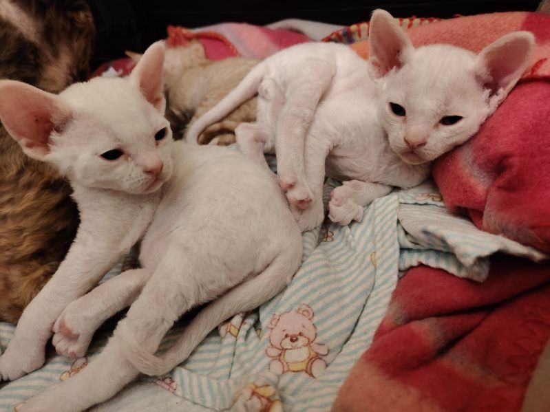 Devon rex białe kędziorki