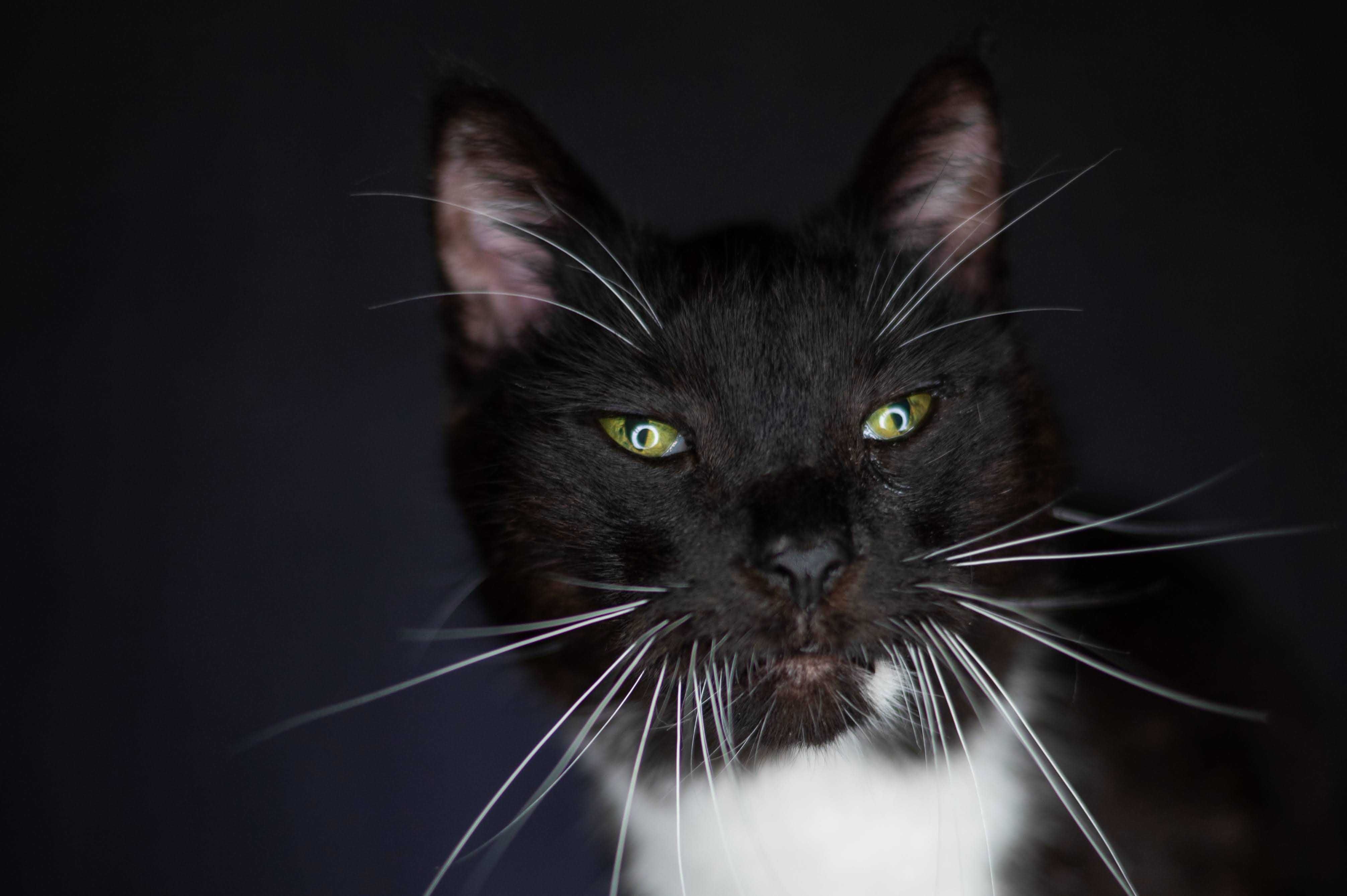 Mruczek kocur do adopcji